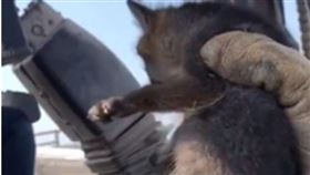 女子撿到狐狸以為是流浪狗（圖／翻攝自網易）