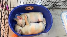 屏東,犬舍,法鬥,屍體,排水溝