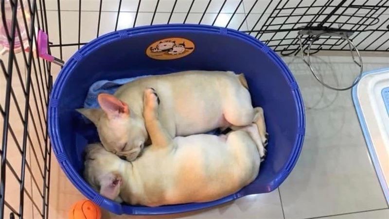 2法鬥托犬舍顧慘成水流屍！飼主氣炸