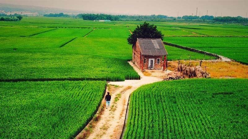 彰化芬園「伯朗大道」也成人氣景點！
