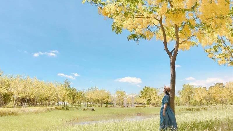 台南熱門親子公園迎接盛夏阿勃勒！