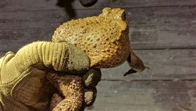 海蟾蜍(台東縣政府提供)