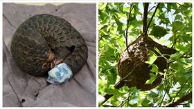 穿山甲,舉尾蟻,斷糧（圖／新竹縣府提供）