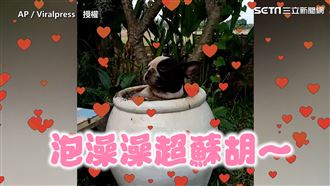 可愛法鬥受不了炎熱　急跳水缸泡澡澡