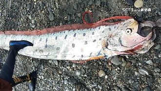 超大地震魚上岸恐有地震？專家回應了