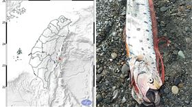 地震魚,地震,巧合(中央氣象局、記者 王浩原 攝)