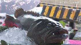 漁業署助元家企業　石斑魚銷售至美國