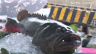 獨／不怕中國禁令！石斑魚故鄉拚轉型