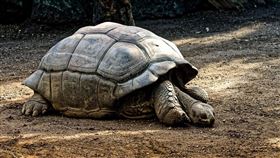 烏龜,陸龜,龜殼（示意圖／Pixabay）