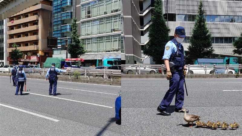 鴨媽帶10鴨寶過馬路　3警上前指揮