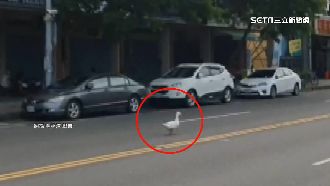 鴨逆向闖車陣　民眾：誰家的薑母鴨