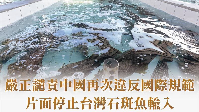 中國突禁石斑　蔡英文發聲譴責了