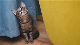 貓,貓咪,家貓,寵物,愛貓（圖／Pixabay）