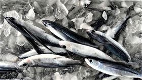 飛魚為什麼叫飛魚？東北角現在超多等你去吃（圖／新北市農業局提供）