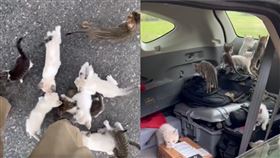 布蘭特利捧起一隻流浪幼貓，下秒竟衝出12隻小貓。（圖／翻攝自《robertbrantley_》IG）