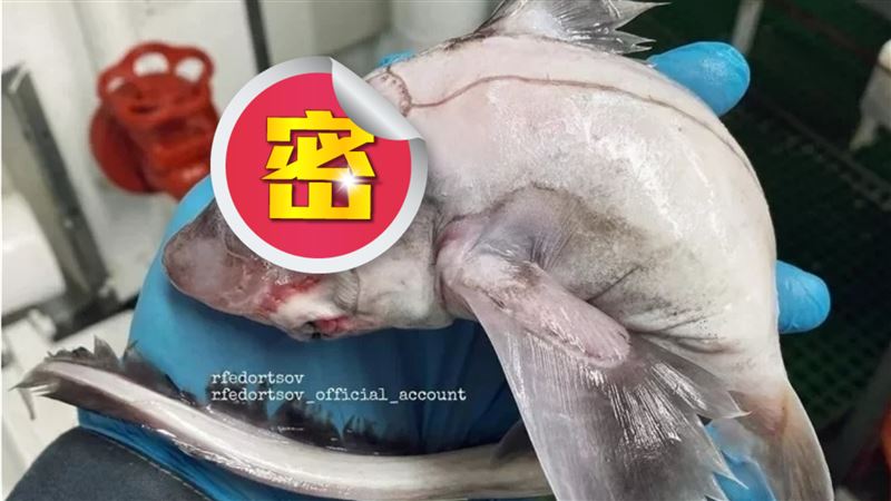 他釣到「夢幻大眼」魚　專家一看驚呆