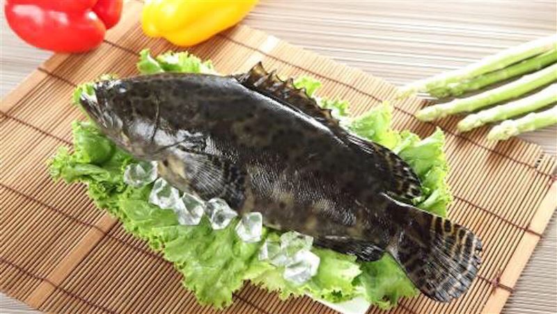 石斑魚被禁！漁民喊不意外：早有準備