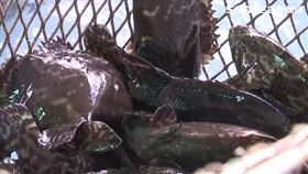 屏東石斑魚養殖，石斑魚