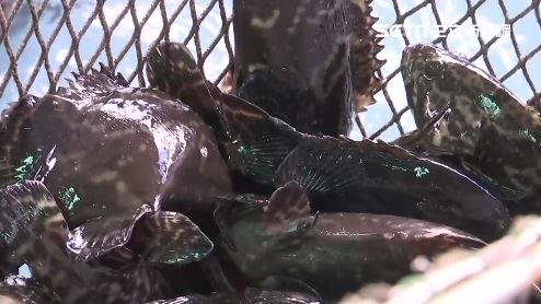 漁業署查石斑魚借牌　2運船申報不實