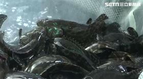 屏東石斑魚養殖，石斑魚