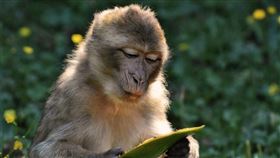 中國科研團隊6日在「科學」雜誌發表研究成果，表示武漢肺炎疫苗驗發進度在恆河猴實驗上取得發展。（示意圖／圖取自Pixabay圖庫）