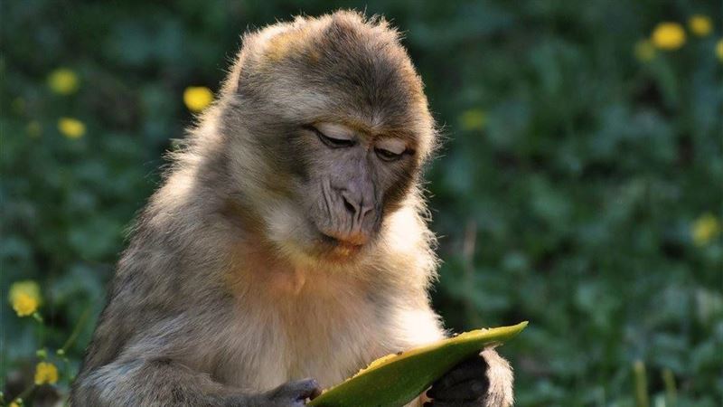 疫情新藥研發　實驗猴價格翻漲22倍