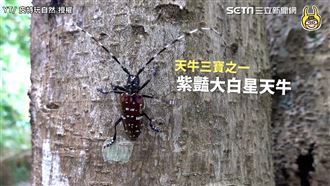 「夢幻紫」大天牛　烤漆反光外型超美