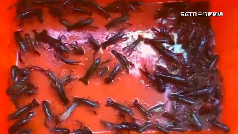 美國螯蝦再現護城河　一週捕獲2百隻
