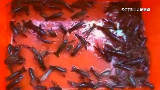 美國螯蝦再現護城河　一週捕獲2百隻