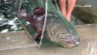 稱台灣石斑有禁藥　 養殖業質疑有詭