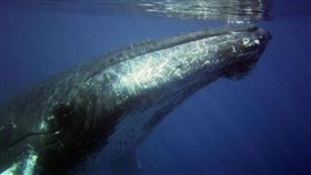 遭座頭鯨吞食30秒！他受困瀕死突「被噴出」驚喜獲救（示意圖／翻攝自Pixabay）
