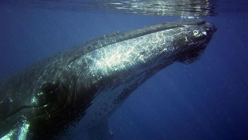 被鯨魚含住！他受困30秒突噴出獲救