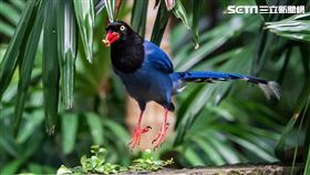 木柵公園，藍鵲。（圖／網友吳祚叡授權提供）