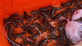 小龍蝦,鰲蝦,護城河,（圖／新竹市府提供）