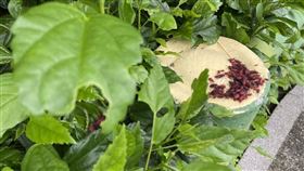 紅姬緣椿象(新北市景觀處提供)