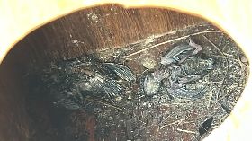 台東小雨燕棲地事件  縣府致歉