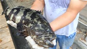 中國暫停石斑輸入  台南市養殖產業輔導因應中國自13日起片面暫停台灣石斑魚輸入，由於台南市養殖主要以魚苗為主，因此農業局配合提出產業輔導措施。（台南市政府提供）中央社記者張榮祥傳真  111年6月11日