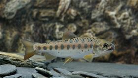 台灣冰河時期活化石  國寶魚櫻花鉤吻鮭「櫻花鉤吻鮭」是見證台灣冰河時期的活化石，現為「瀕臨絕種」保育類野生動物，也是台灣特有的「冰河孑遺生物」。（保七總隊第五大隊提供）中央社記者管瑞平傳真  111年6月13日
