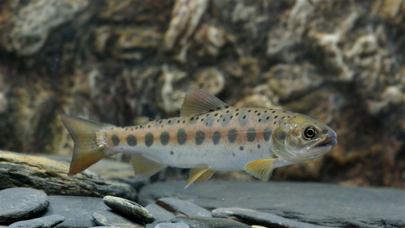 釣2尾國寶魚PO網炫耀　最重關5年