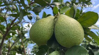 中國禁令衝擊！台南芒果文旦農：不怕