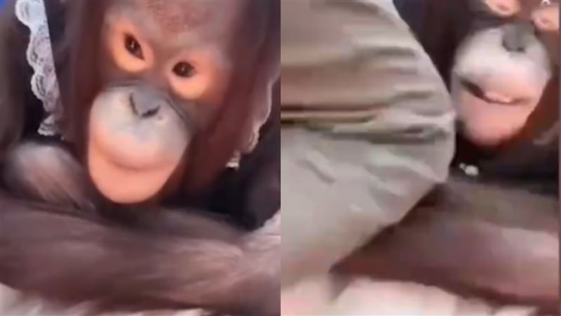猩猩踩到飼養員的腳　她抓狂膝蓋爆擊