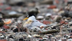 小燕鷗台南七股築巢育雛近日有鳥友在台南市七股區一處廢棄鹽灘地發現小燕鷗築巢育雛成功，幼鳥模樣相當可愛。（黃永豐提供）中央社記者楊思瑞台南傳真  111年6月13日