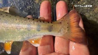 非法釣「國寶魚」炫耀　男遭警送辦