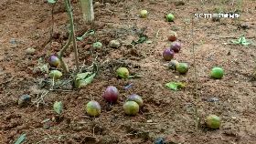 文 百果損五成1200