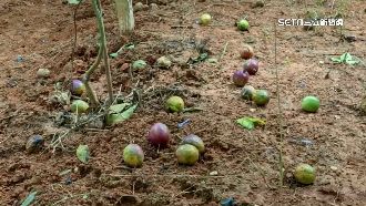 連日雨水轟炸！百香果農損近5成
