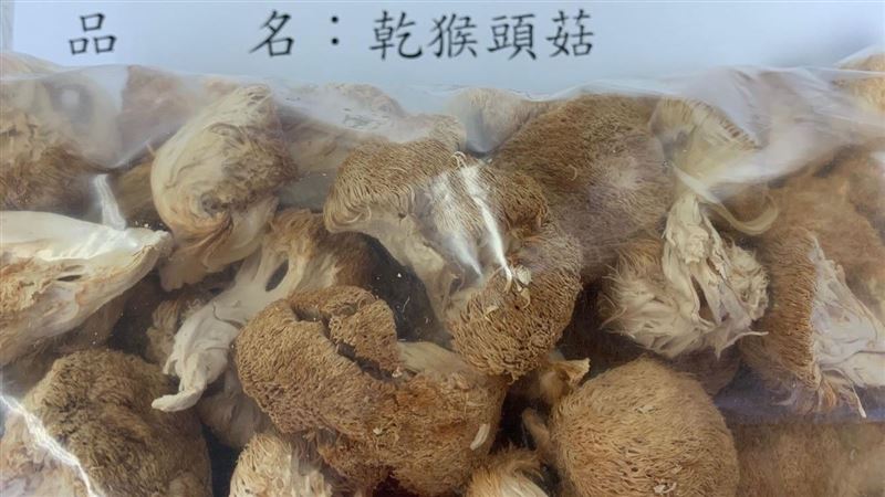 近年來猴頭菇被認為是「健腦菇」，因它富含的猴頭素與猴頭素A，能刺激神經生長因子，並提升腦源性神經營養因子。(圖／資料照)