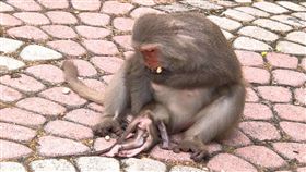 台東,登仙橋,台灣獼猴,母猴（圖／羅紹平提供）