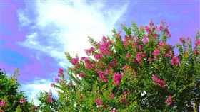 紫薇花季浪漫登場！情侶限時免費入園