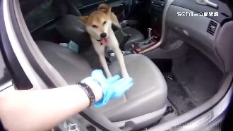 最萌嫌犯！柴犬想搭「順風車」趕不走