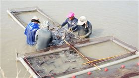 石斑暫停輸中外銷受阻  高市提3項因應策略中國13日起暫停台灣石斑魚輸入，高雄市政府海洋局11日表示，將透過補助建構冷鏈設備、開拓穆斯林市場，以及輔導水產加工業者及漁會開發小包裝冷凍生鮮產品等因應。圖為2019年拍攝，高雄養殖業者進行石斑魚收成分類。（高雄市政府提供）中央社記者曾以寧傳真  111年6月11日